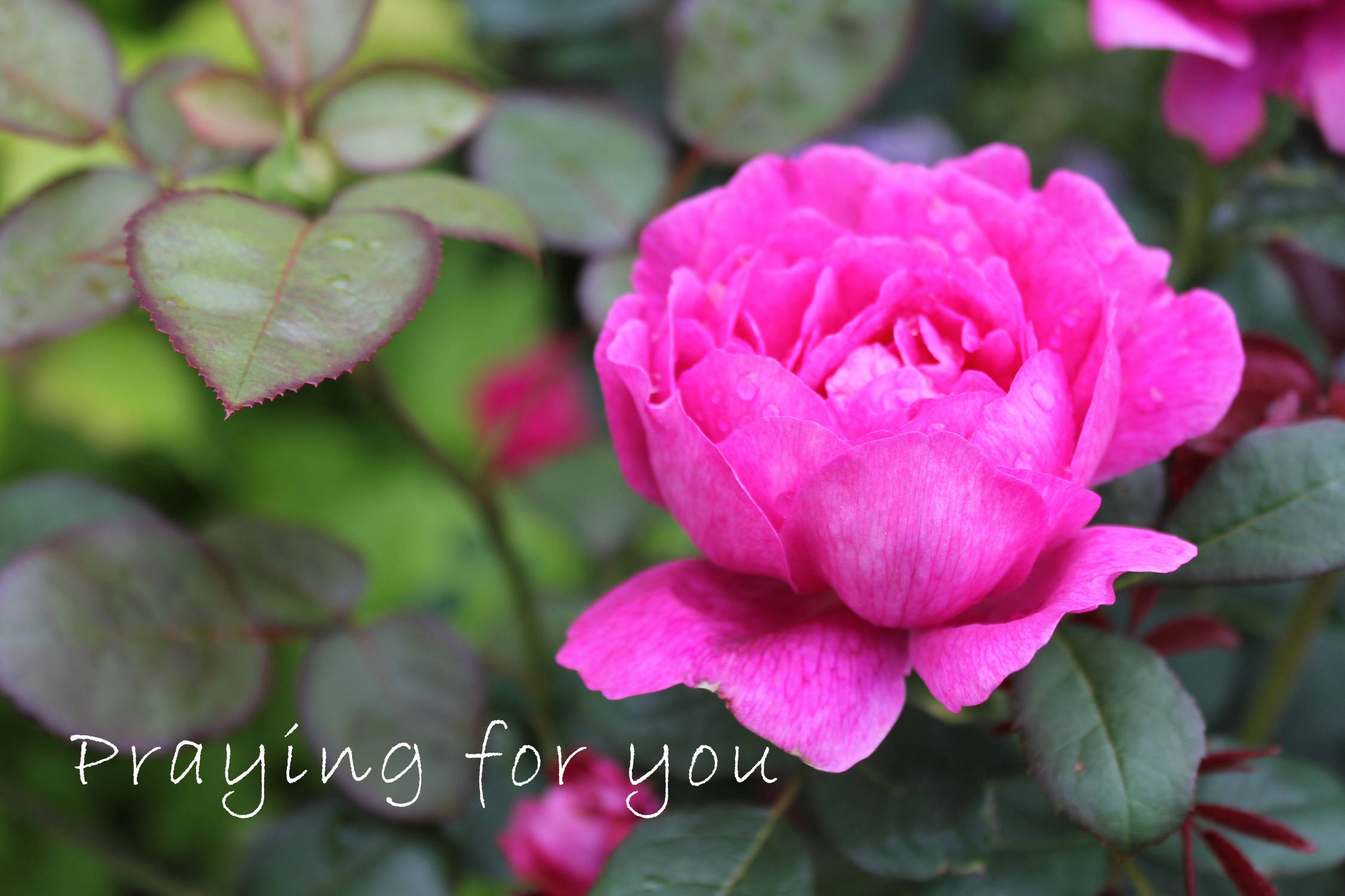 Pink rose Praying for you