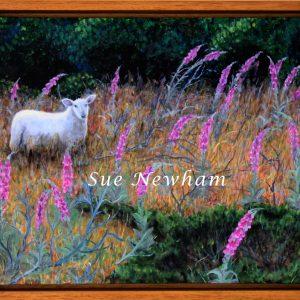 Summer foxgloves