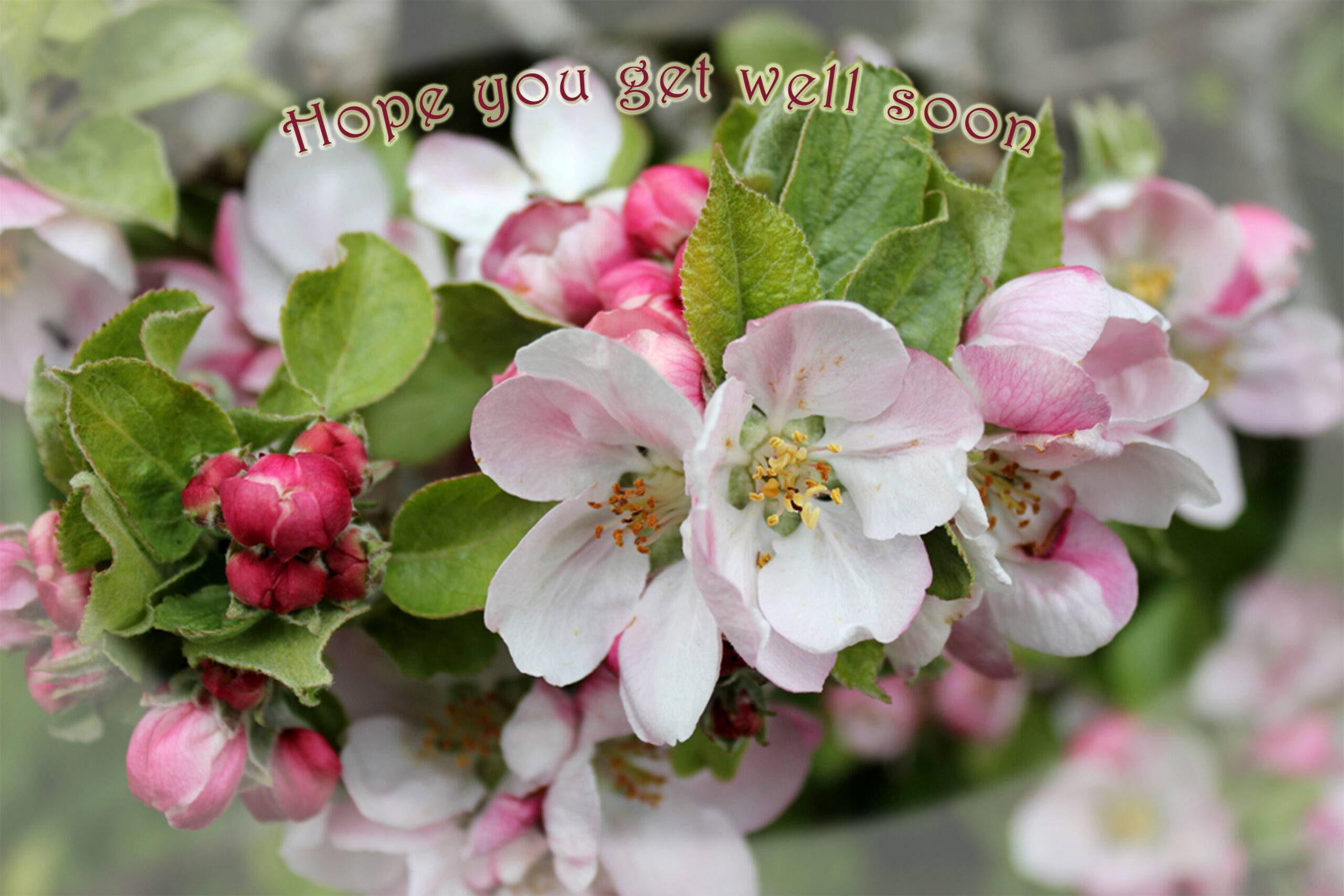 Apple blossom Apple blossom