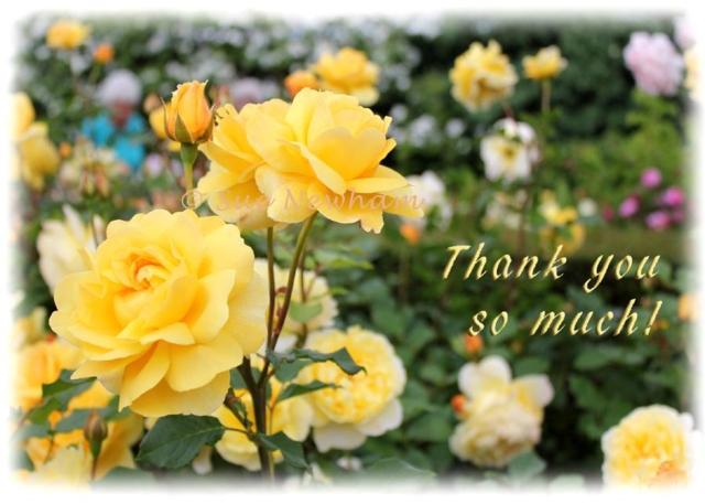 Rose garden (Thank you)